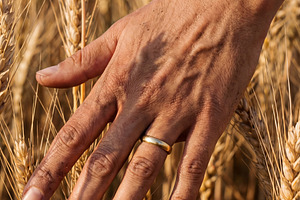 Farmer Hand Touching Wheat Field, a Nature Photo by Virgo Studio