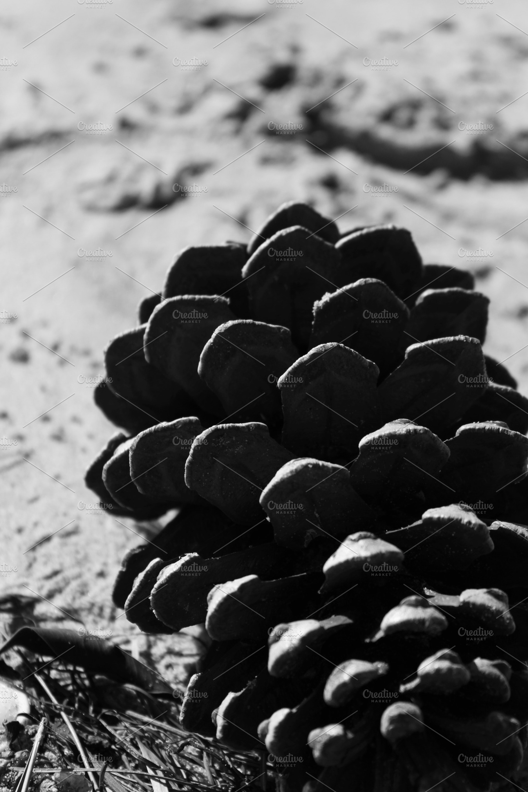 Geometric Pine Cone