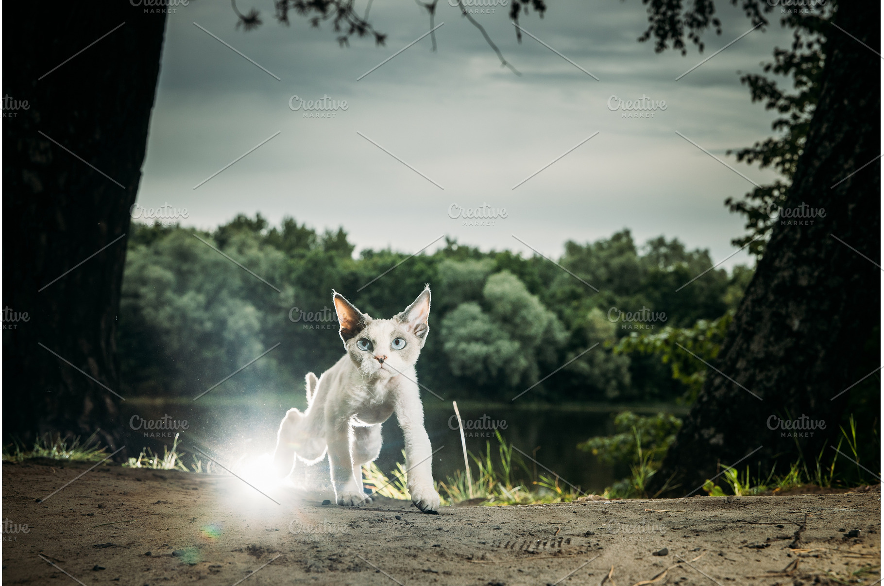 Devon Rex Cat exploring a beautiful, an Animal Photo by Our Amazing World