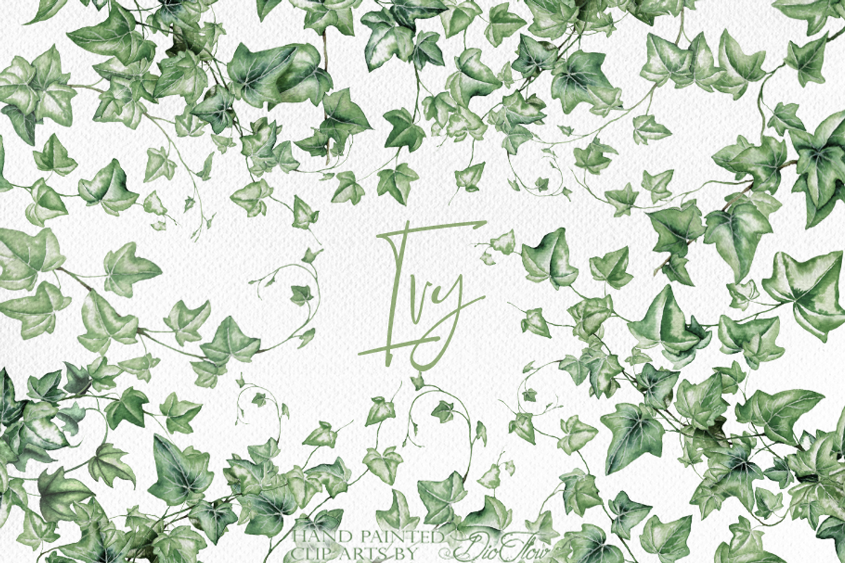 Ivy Watercolor Illustration, a Decorative Illustration by DioFlow (Photo 1 of 5)