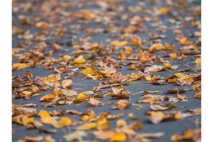 Yellow autumn leaves scattered on