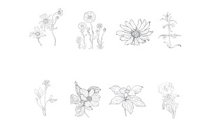 Floral Wild Flower Set 1 Procreate