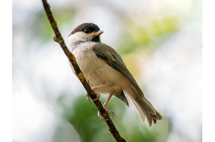 Willow tit or Poecile montanus bird, a Nature Photo by Fascinadora
