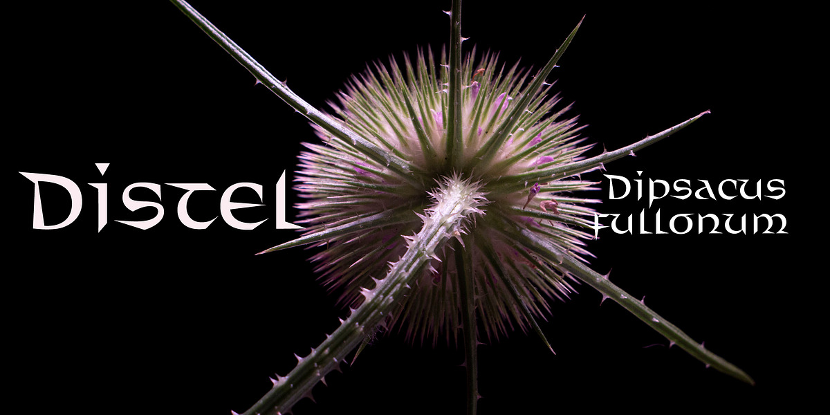 Distel, a Font by Finaltype (Photo 8 of 11)