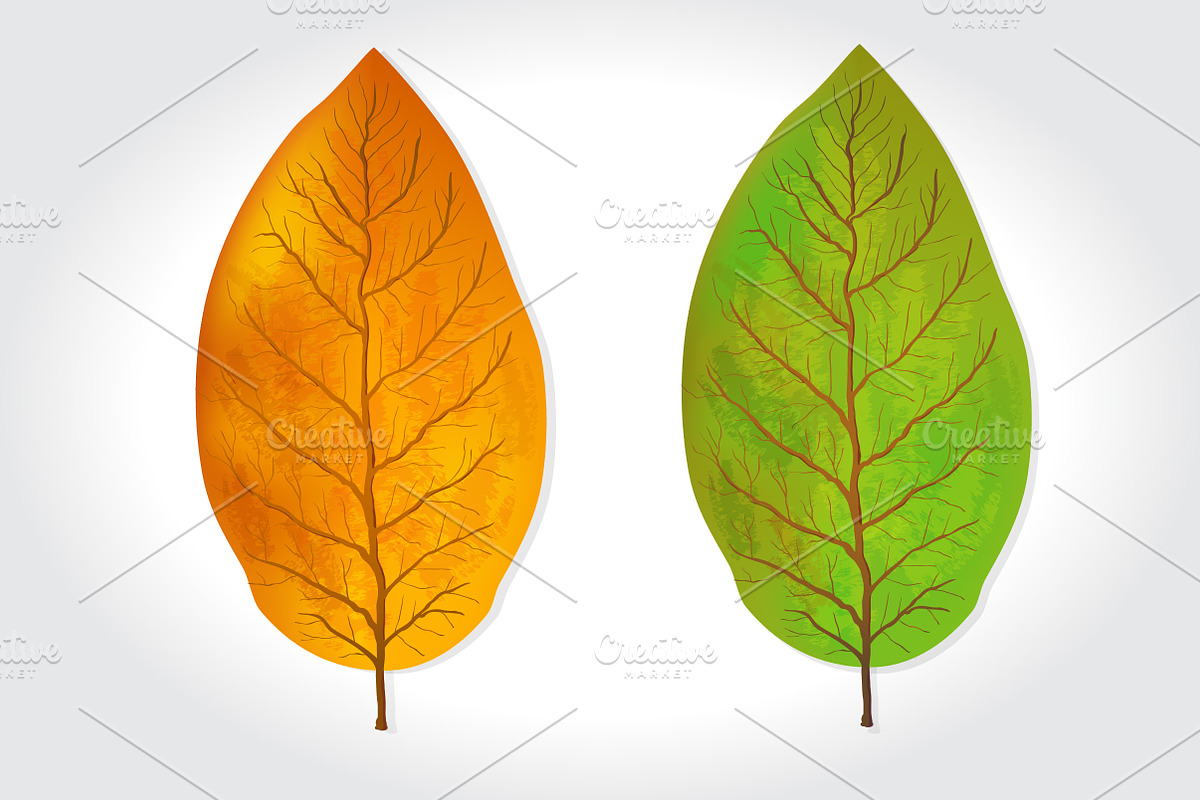 tobacco.leaf How to Choose the Best Tobacco Leaves for Cigars & Cigarettes