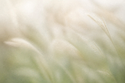 Dreamy Blurry Flower Backgrounds, a Background Graphic by Refancy (Thumbnail 8 of 12)