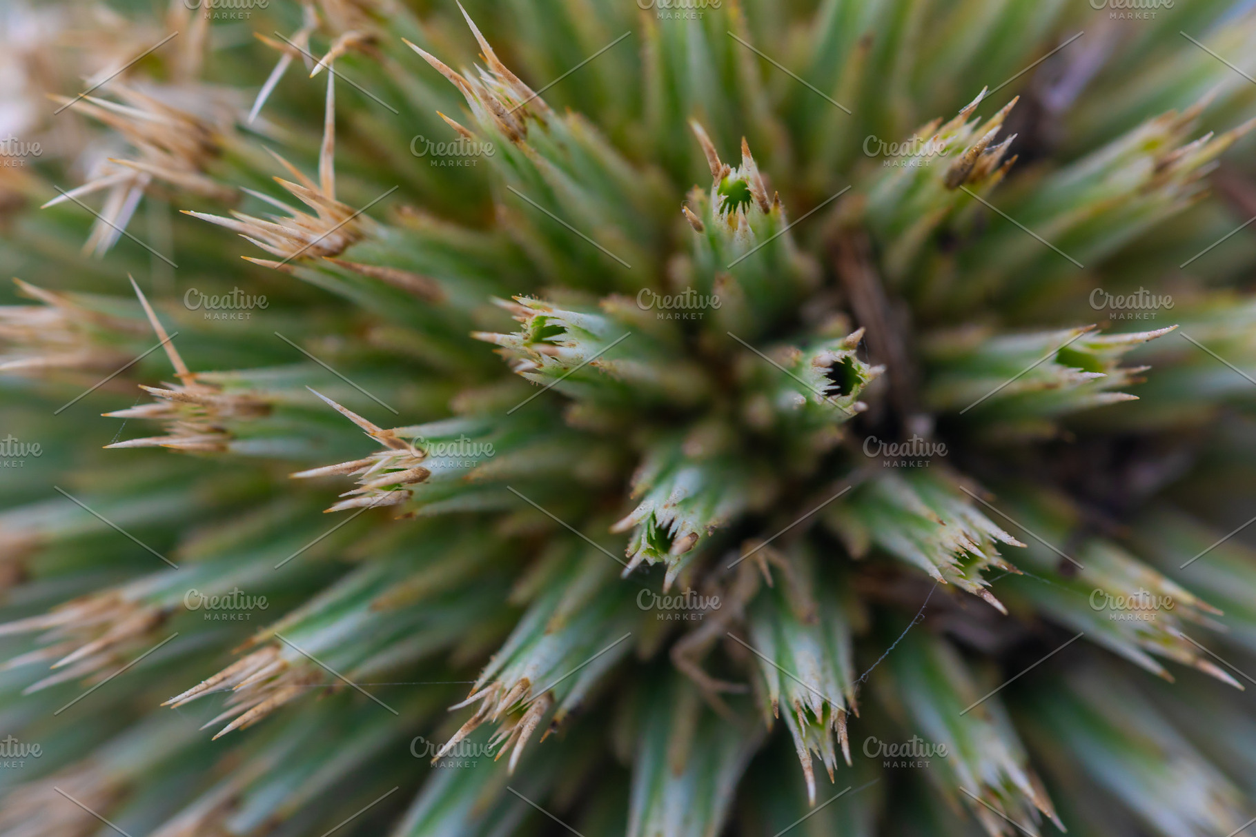 Macro view of a green cactus with sharp spines, showcasing intricate natural te, a Person Photo by Ales Munt