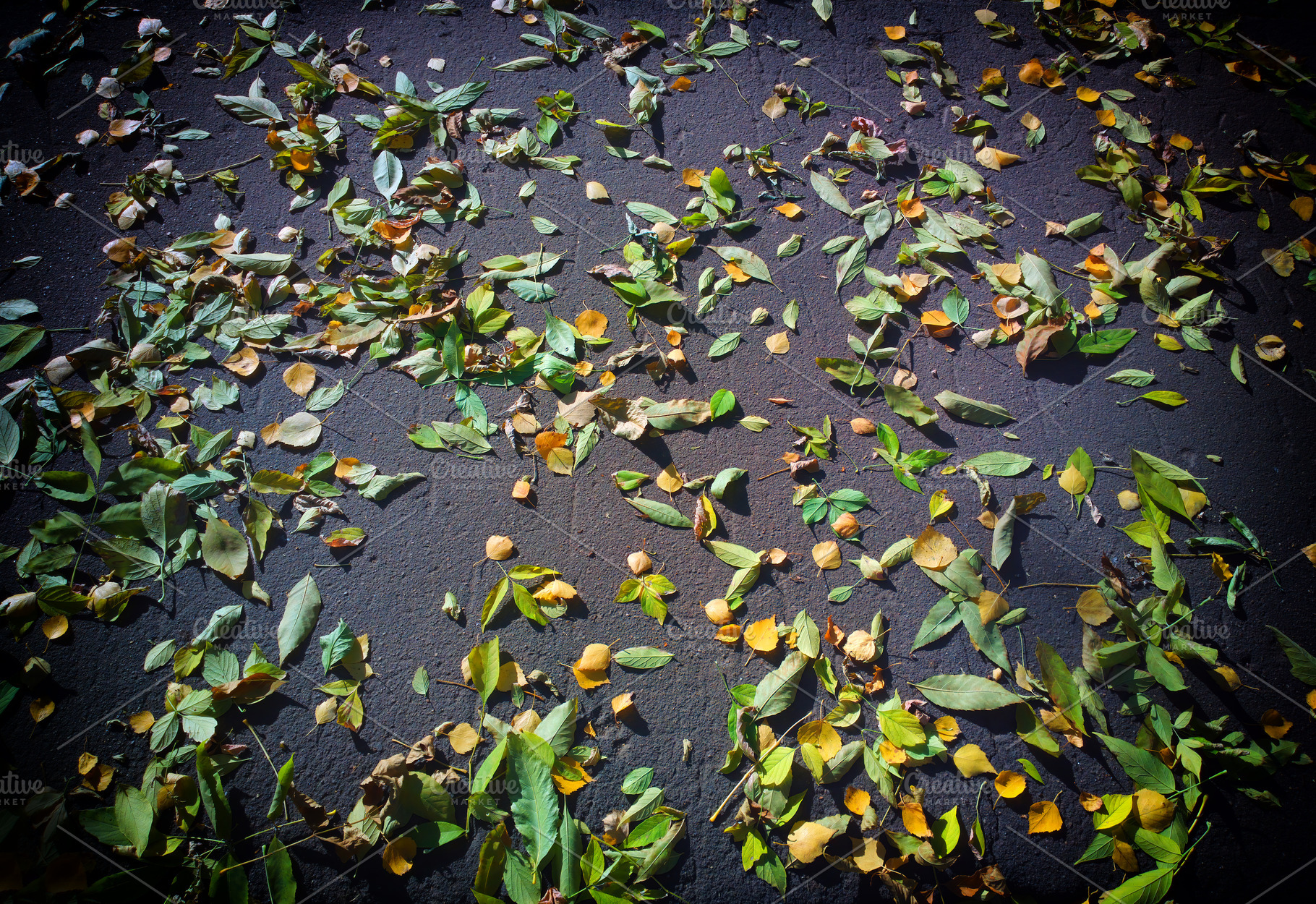 Green & yellow autumn leaves on asphalt backdrop, a Nature Photo by RETROWAVE '88