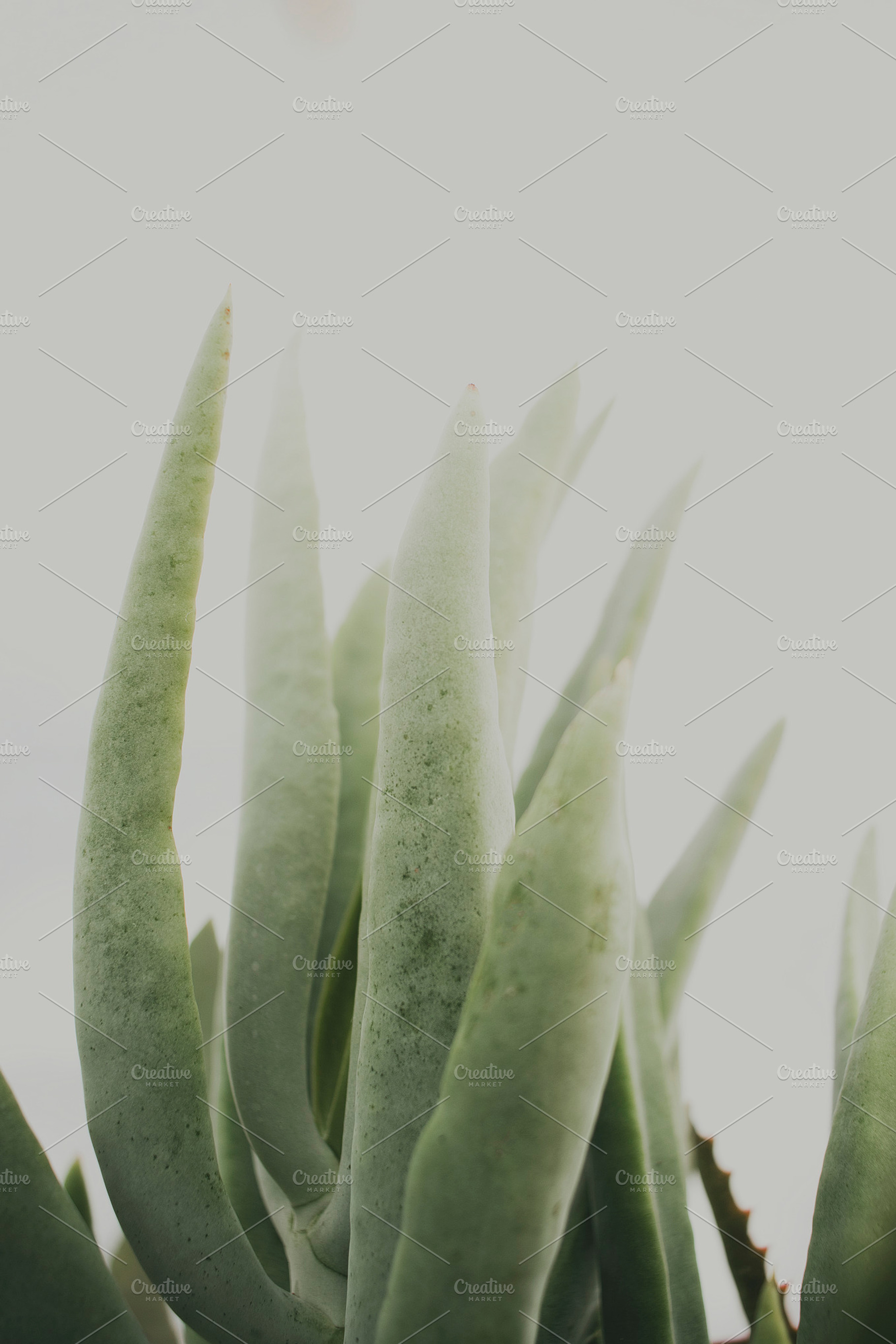 Succulent stock photo containing bright and light, a Nature Photo by René Jordaan Photography