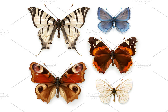 Swallowtail butterfly, butterflies preview 3