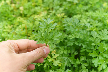 Person holding fresh parsley with, a Food & Drink Photo by darksoul72