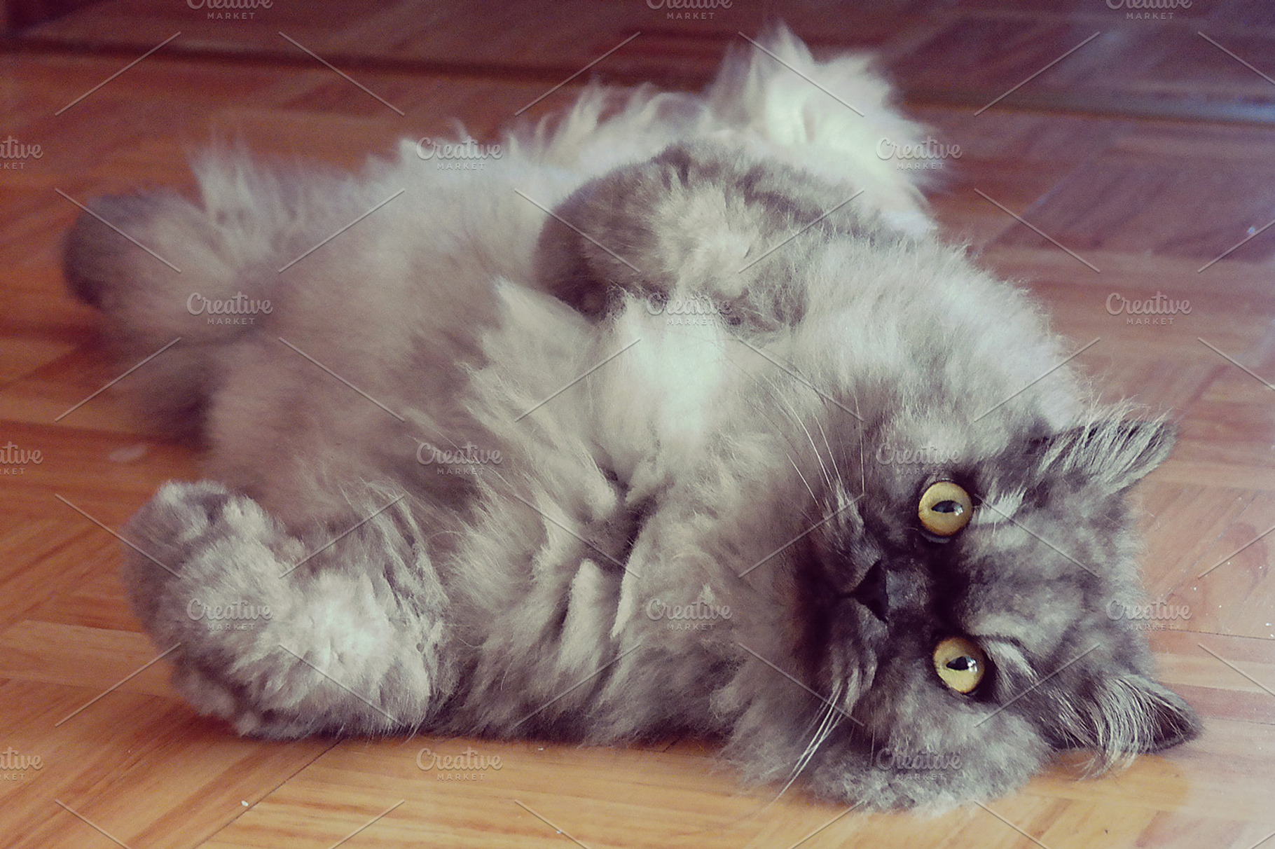 Cute Cat Stock Photograph