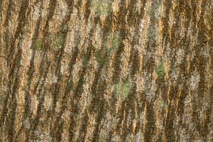 Bark of a Blue Quandong tree, a Nature Photo by Rob D Animal Photography