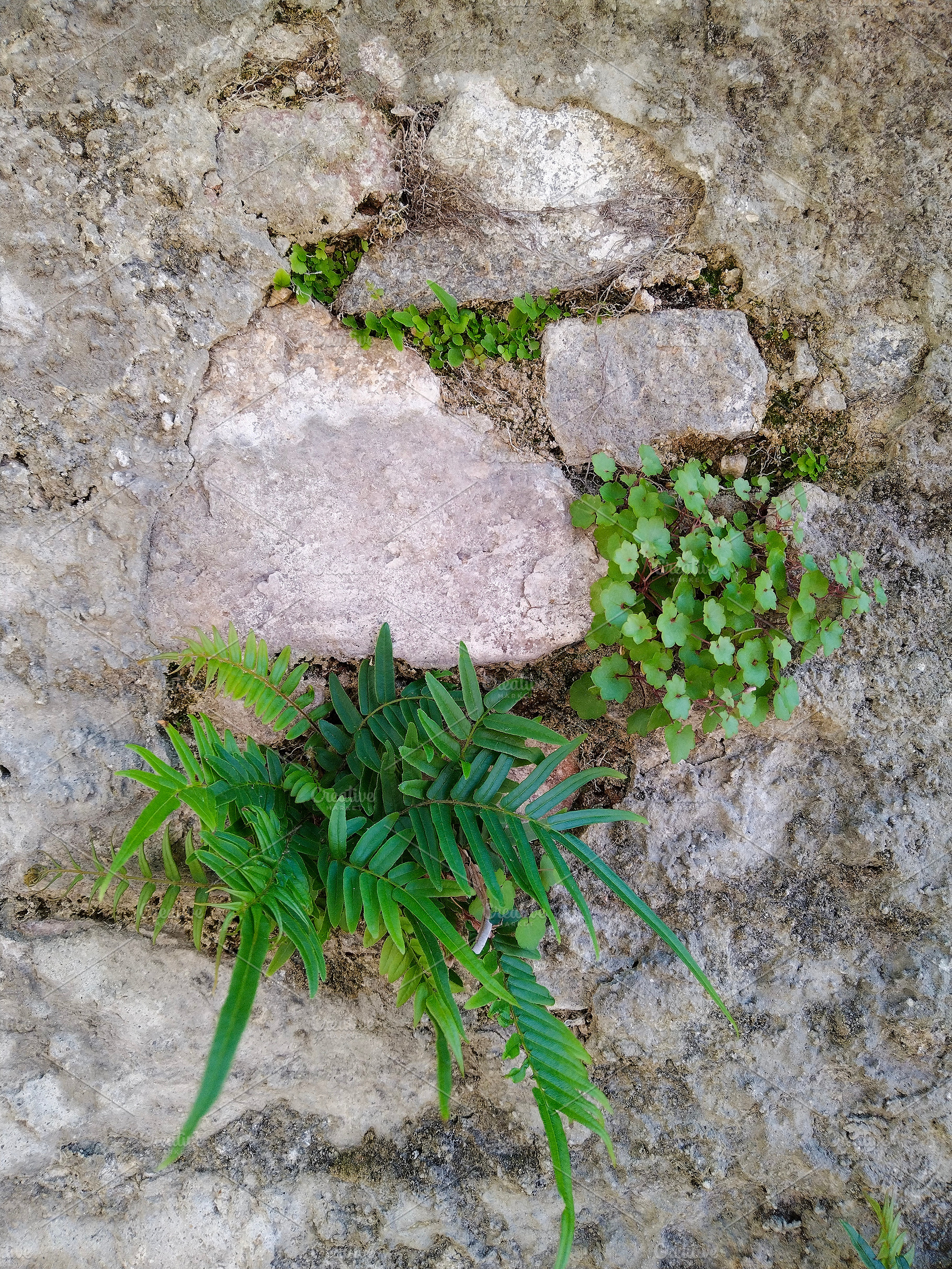 Fern sprouting from stone surface, a Nature Photo by DanFLCreativo