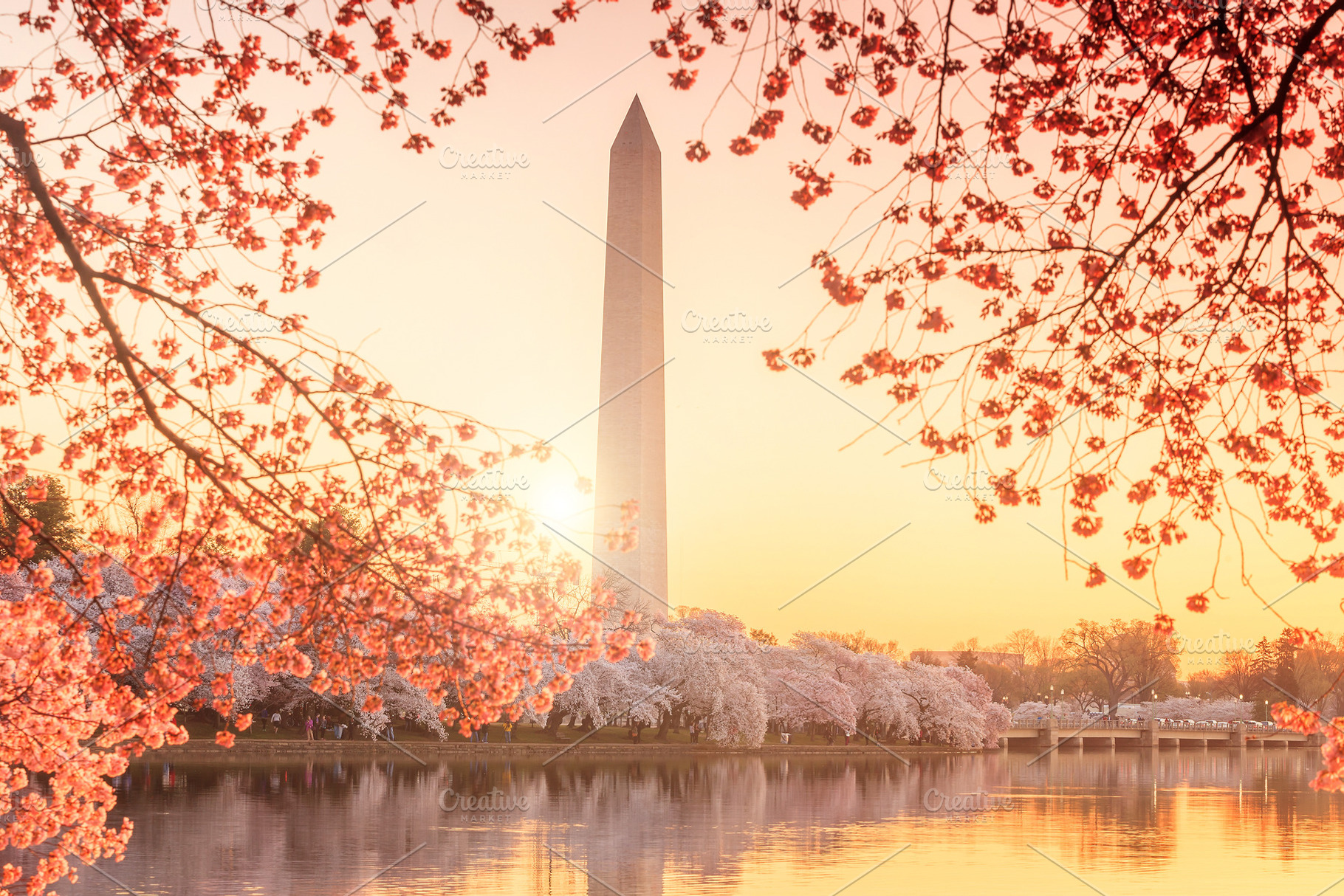 Washington Monument during the Cherry Blossom Festival, an Architecture Photo by f11photo