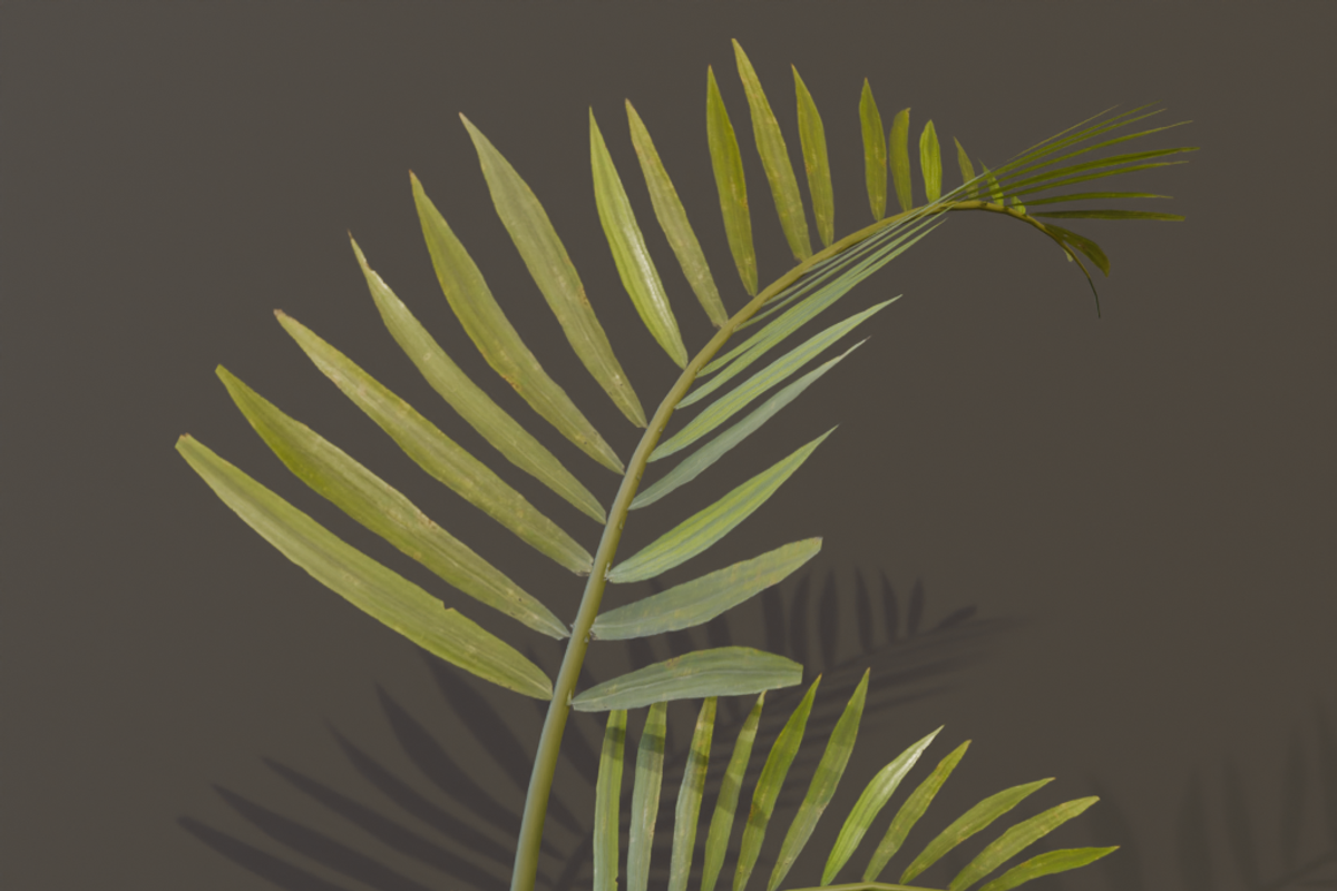 The Alexandra Palm Bush, a Plants & Tree 3D Model by FuturePastCreatives (Photo 11 of 15)