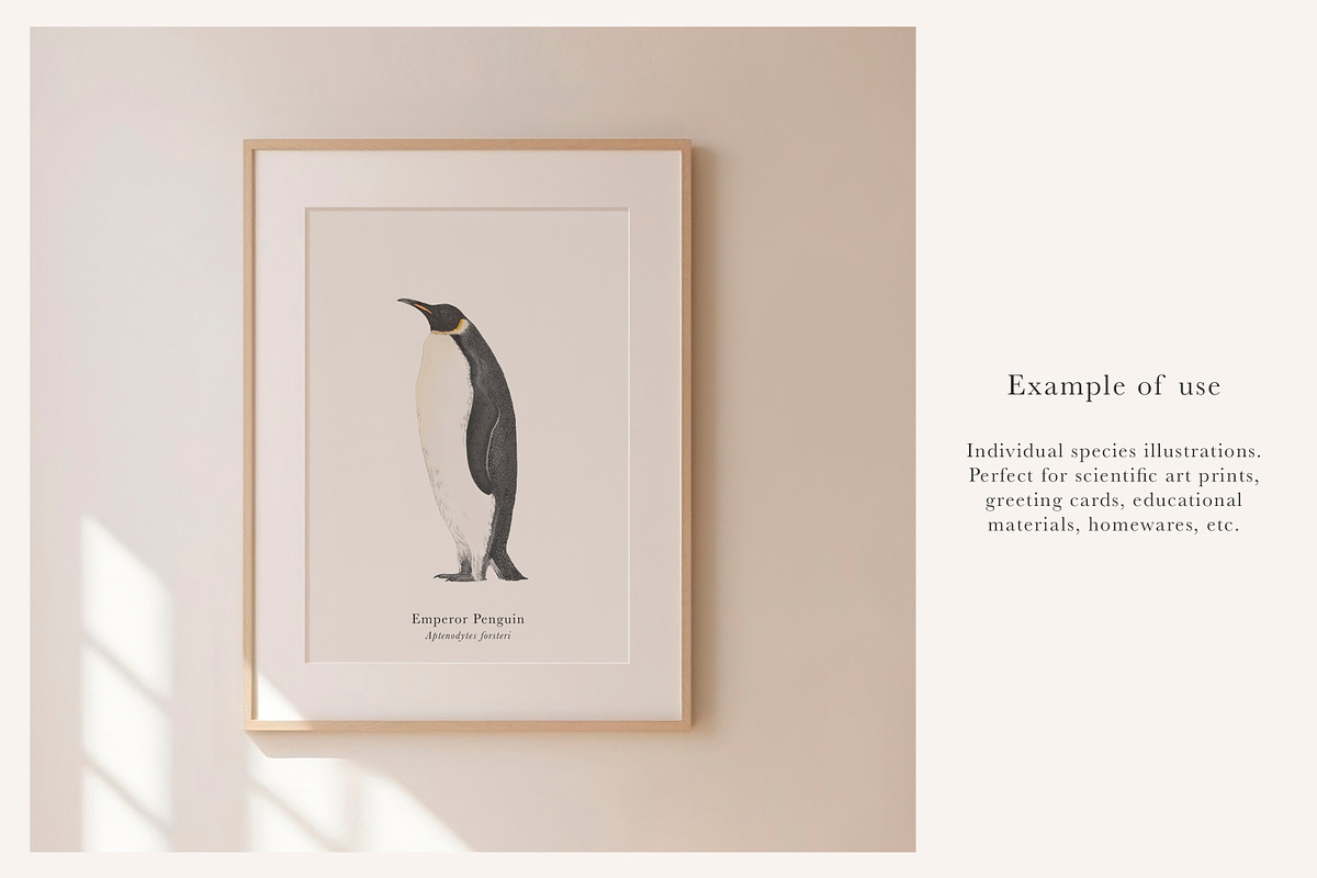 Ocean Species Set - Hand-drawn PNGs, an Animal Illustration by LaurenFittonIllustration (Photo 5 of 10)