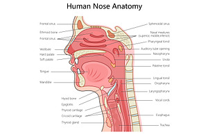 Detailed Human Nose Anatomy, an Object Illustration by AlexArt