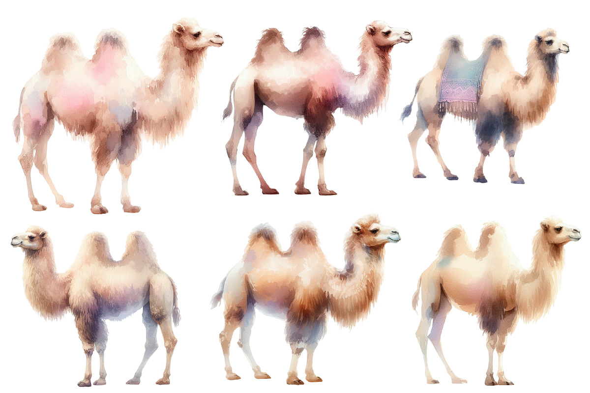 Watercolor Camel clipart, an Illustration by Designworld (Photo 4 of 5)