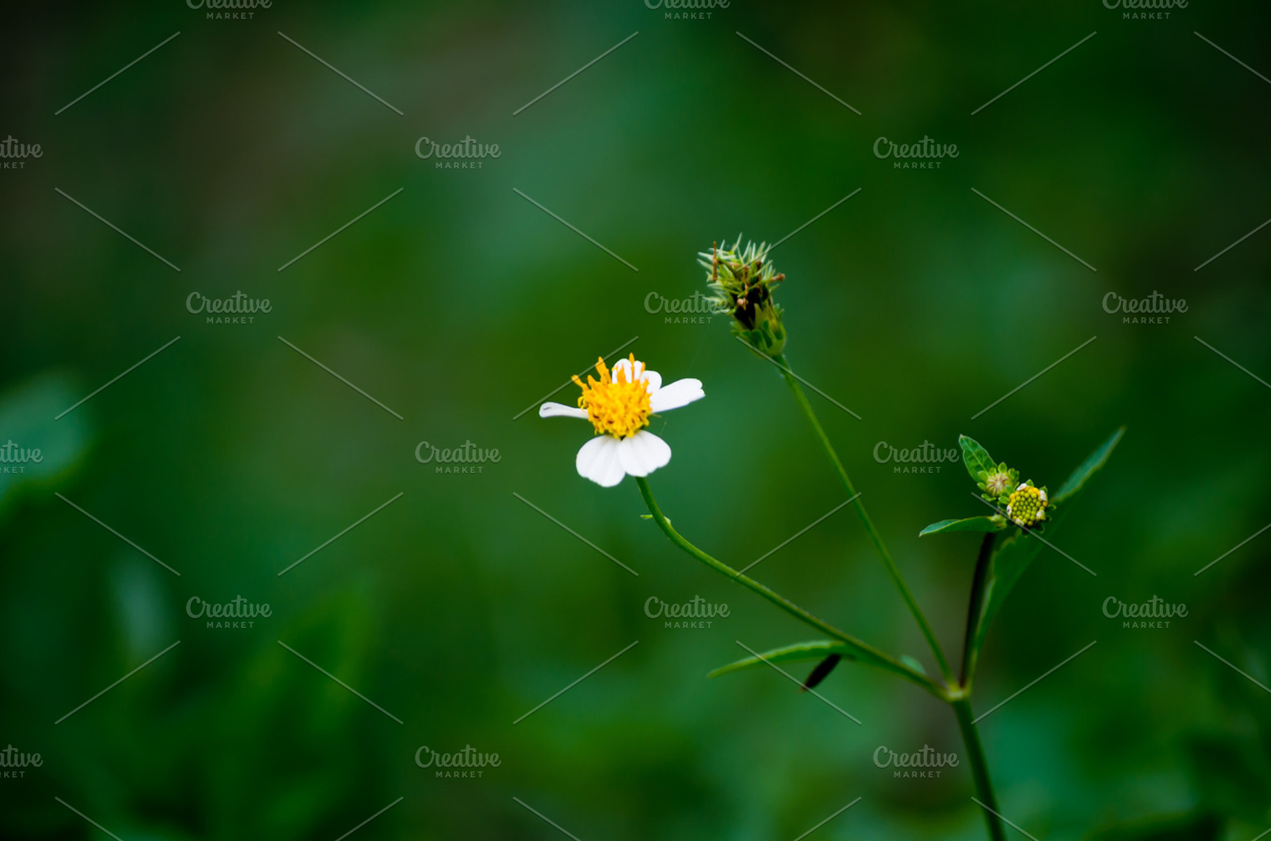 Blossom Tropical Flower
