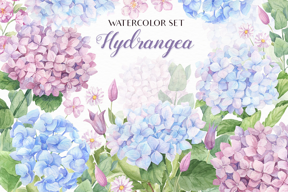SALE! Watercolor Hydrangea, an Illustration by Irina Diasli (Photo 1 of 9)