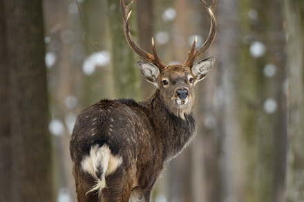 Male deer looking back in the winter forest. Animal in natural h, an Animal Photo by Byrdyak