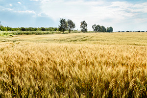 Closeup of gold wheat ears in field, a Nature Photo by hitdelight