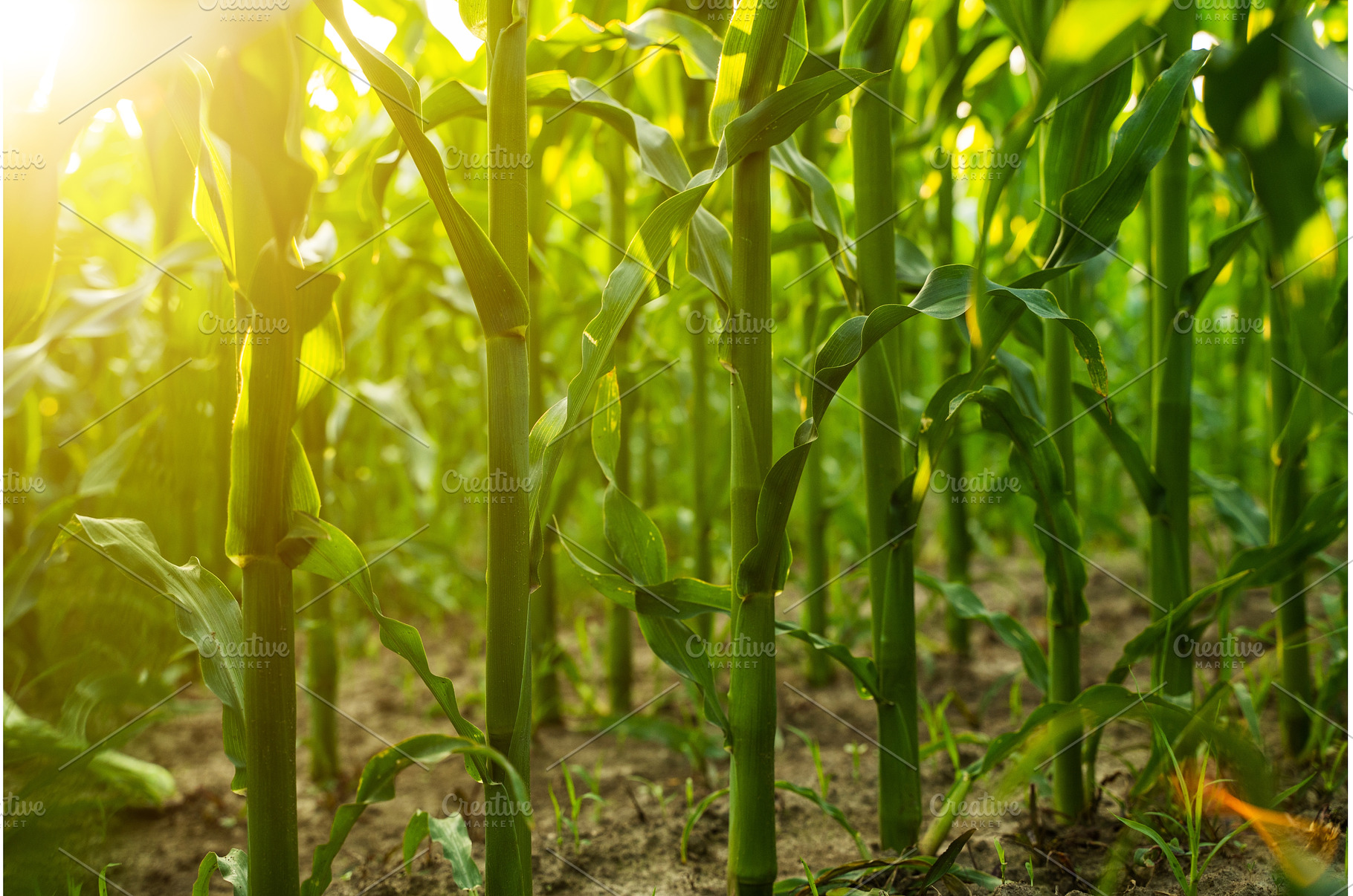 Sustainable corn farming with, a Nature Photo by volodymyrshtun13795