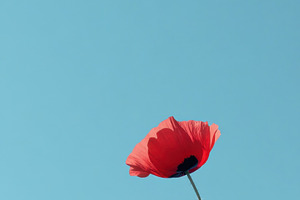 Bright red poppies sway in blue sky, a Photo by Beautiful things