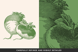 220 Vintage Vegetable Illustrations