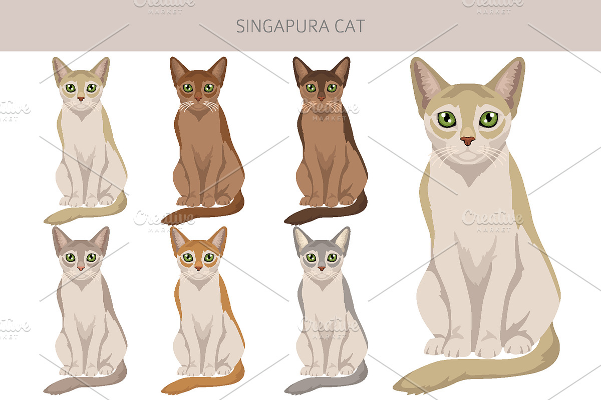 Singapura cat, an Animal Illustration by pet design shop (Photo 3 of 6)