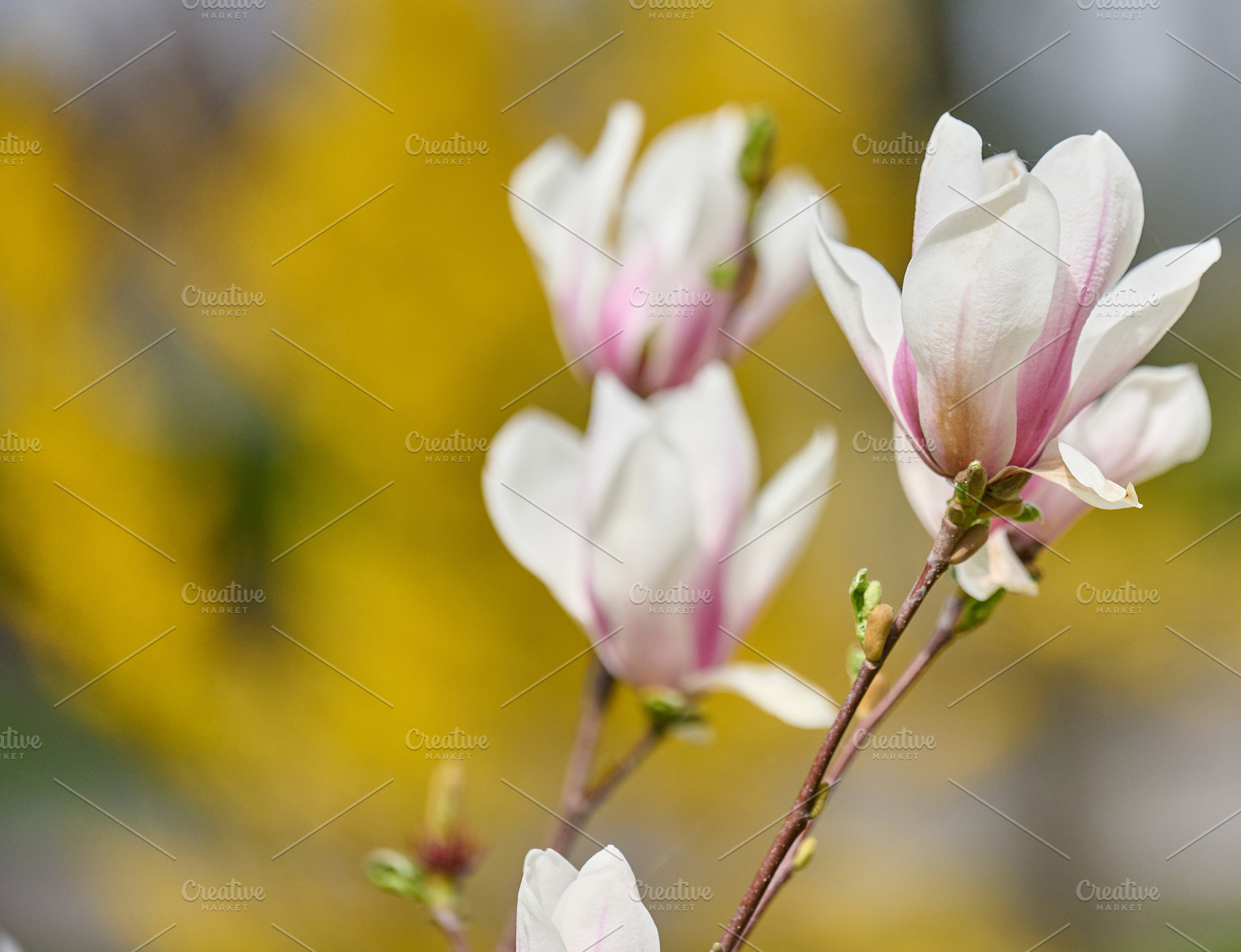 Bush with white magnolias in the park, spring day, a Nature Photo by ndanko