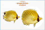 Vintage tropical fish illustrations, an Animal Illustration by Natalka Dmitrova art (Thumbnail 10 of 12)