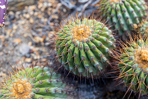 Sonora Barrel Cactus, a Nature Photo by Imaginarium