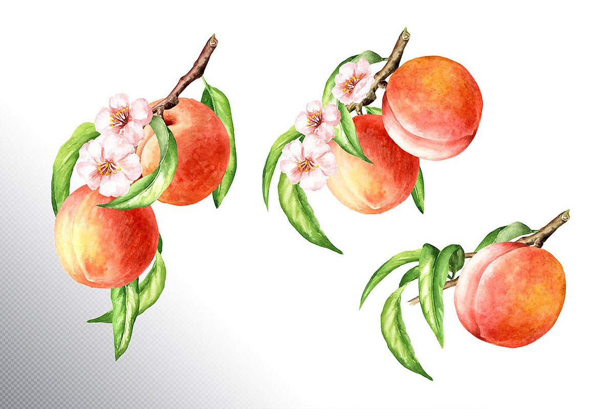 Honey Peaches. Original Watercolor, a Food Illustration by Daria Ustiugova (Photo 13 of 21)
