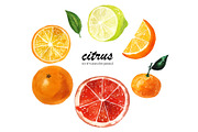 Set of watercolor citrus fruits, an Illustration by Elena Dorosh (Thumbnail 2 of 6)