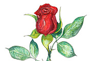 Bundle offer of watercolors, an Animal Illustration by Watercolor_Vector Graphic (Thumbnail 22 of 27)