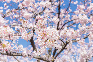 Sakura japanese cherry blossom featuring sakura, sakura flower, and cherry