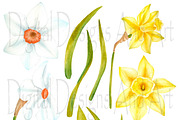 Watercolor daffodil flowers, an Illustration by DarinaDigital (Thumbnail 2 of 4)