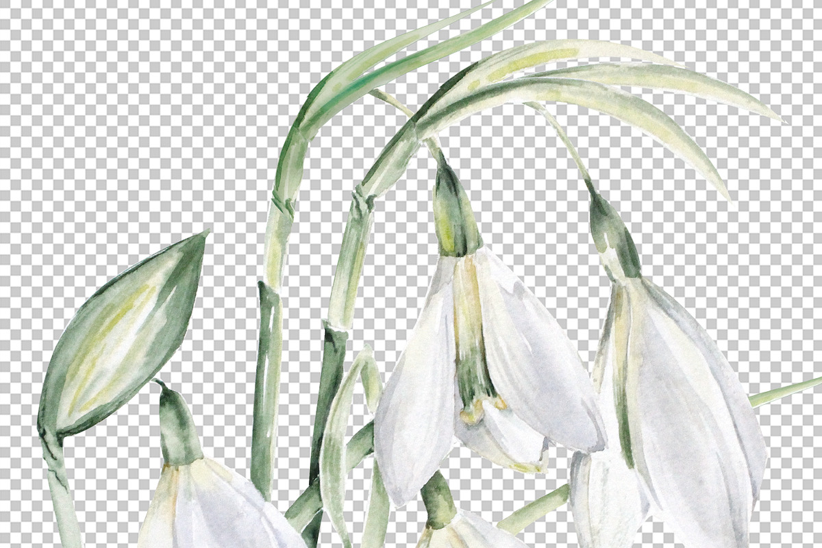 Watercolor Snowdrops, an Object Illustration by Olga Koelsch (Photo 7 of 8)