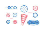 Japanese Cuisine Vector Collection, a Food Illustration by Lubov Illustrations Shop (Thumbnail 7 of 7)