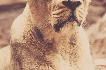 Bull Stock Photo preview 4