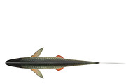 Chub, an Animal 3D Model by AndrewWhite (Thumbnail 15 of 21)