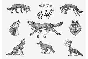 Gray wolf set. Gray wolf. A