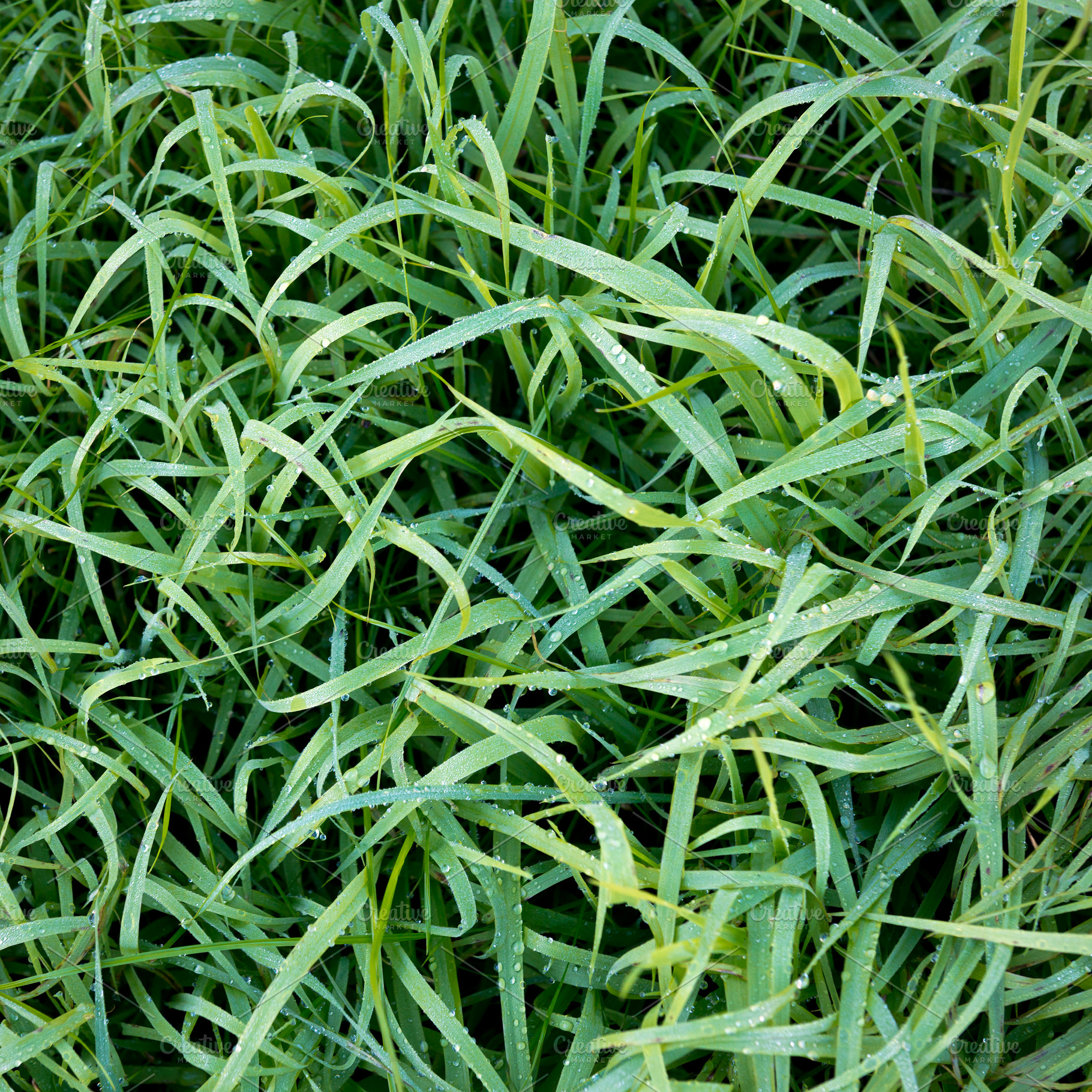 Frosty Grass, a Background Photo by THP Creative