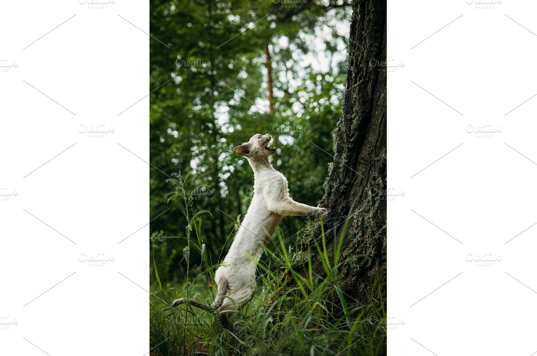 Energetic Cat Brushing Against Tree, an Animal Photo by Our Amazing World