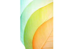 Colorful gradient leaves showcasing, a Nature Photo by Lermont51
