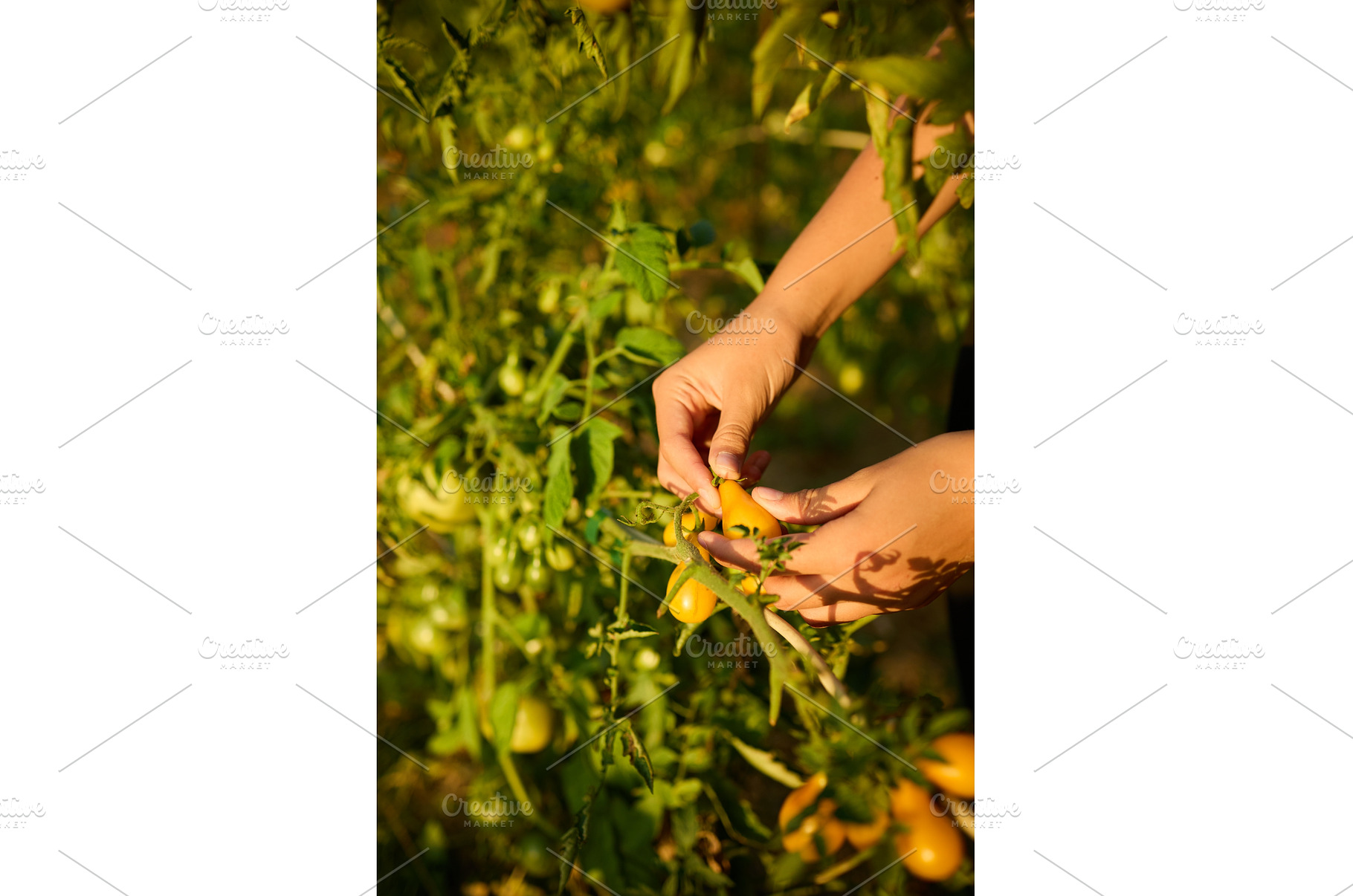 Harvesting ripe tomatoes in a sunny, a Nature Photo by IlliaBondarPhotography