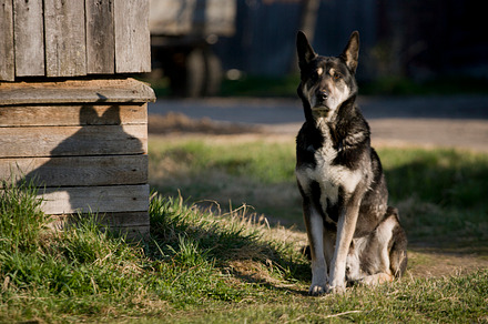 Angry dog featuring dog, animal, and pet preview 6