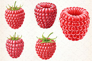 Watercolor Raspberry Clipart, an Illustration by Libby Wishes (Thumbnail 5 of 5)